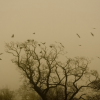 Coming Home To Roost.jpg. Keywords: Andy Morley;